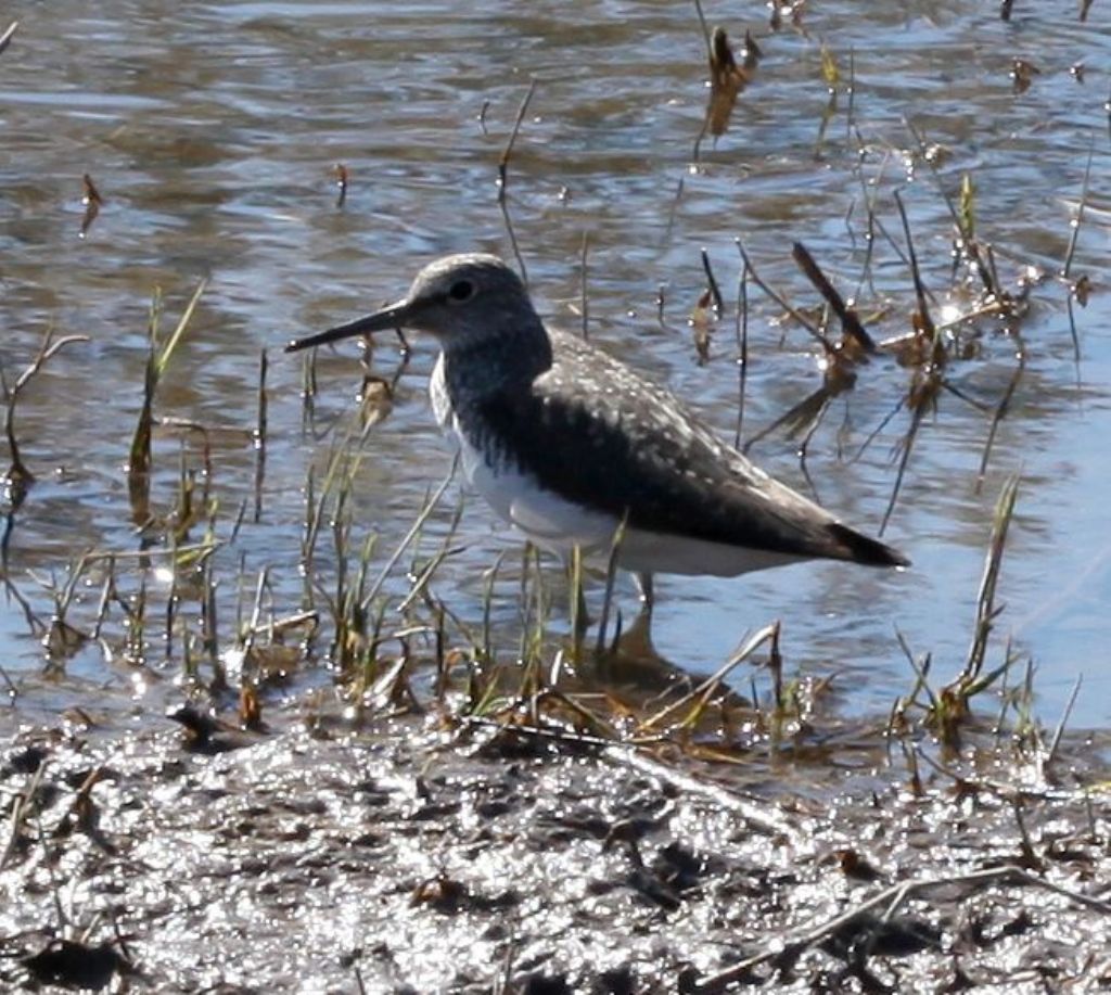 Piro piro culbianco (Tringa ochropus) ?  S !